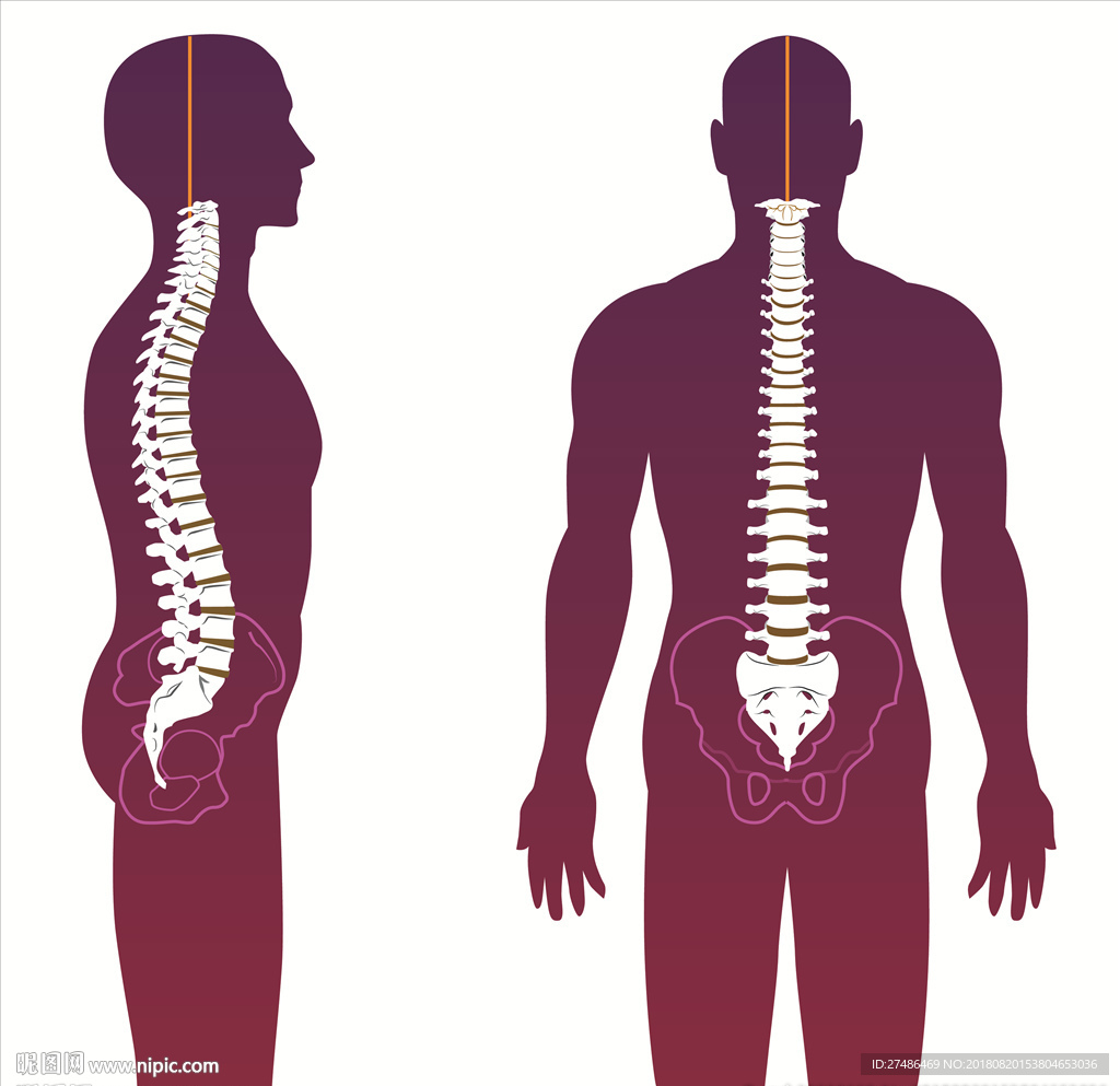 正常人的脊椎ct图片-图库-五毛网