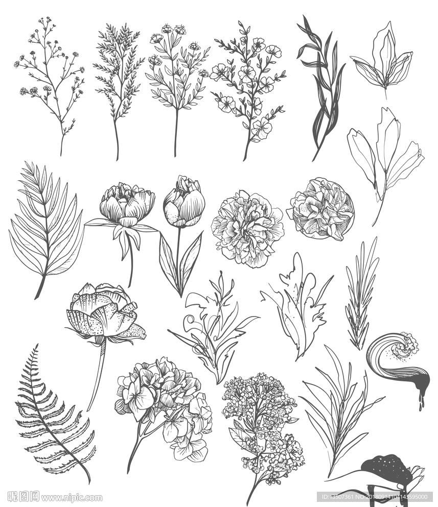 手绘素描风格植物插画设计AI