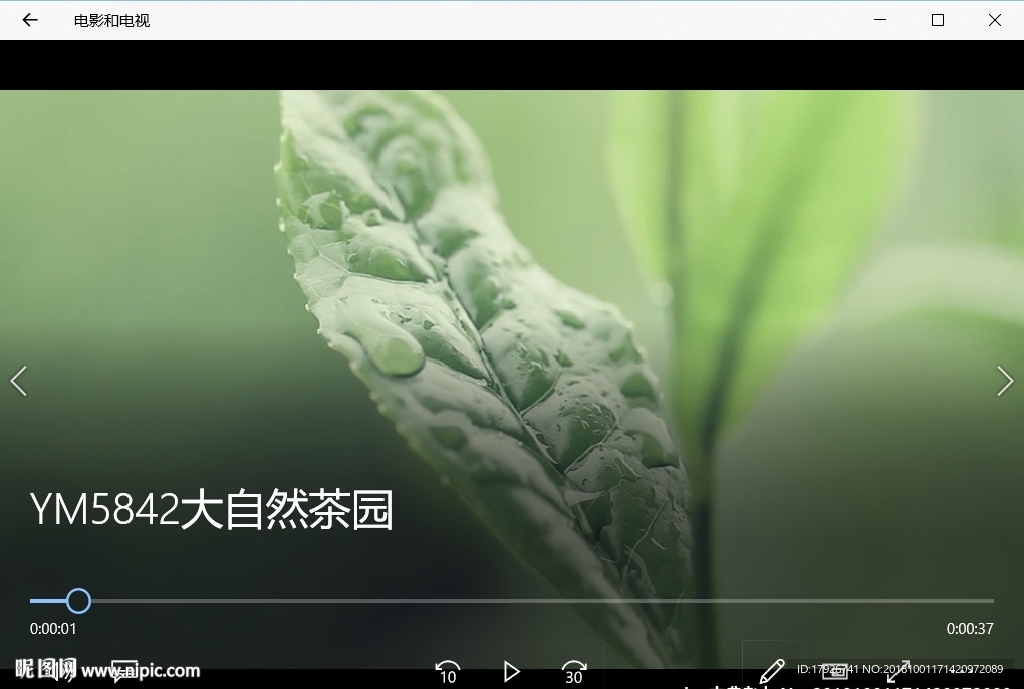 清晨茶園自然風(fēng)景植物花卉陽光