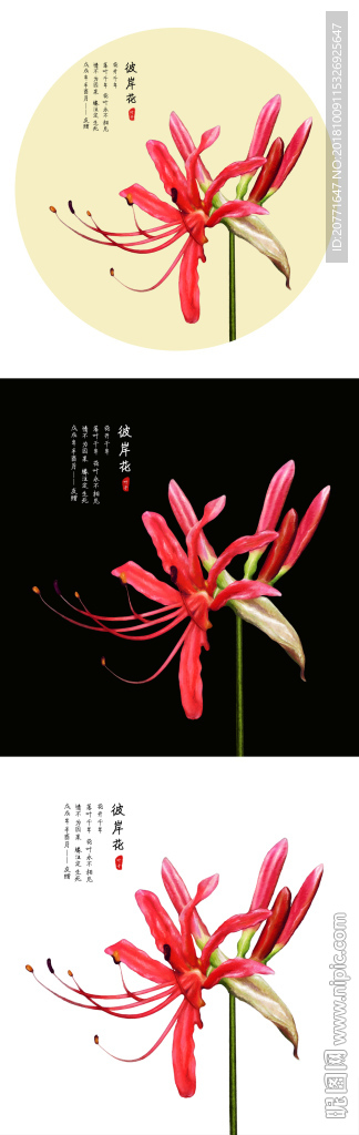 彼岸花