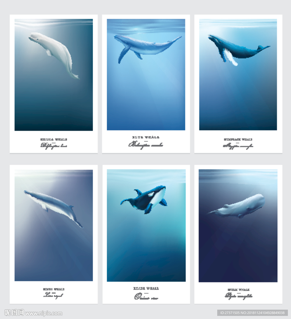 海豚鲸鱼矢量图图片