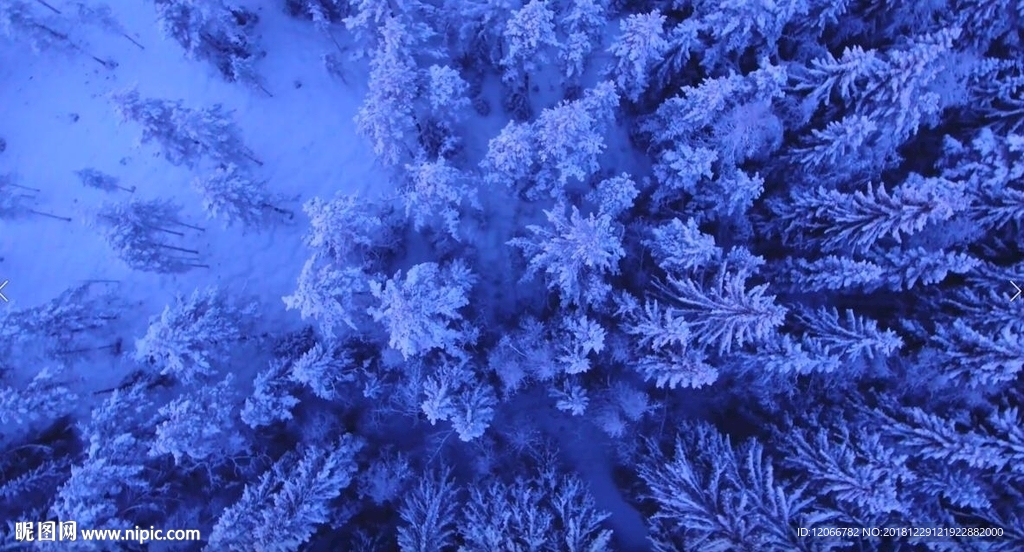 雪域树木 冬天 景观 森林