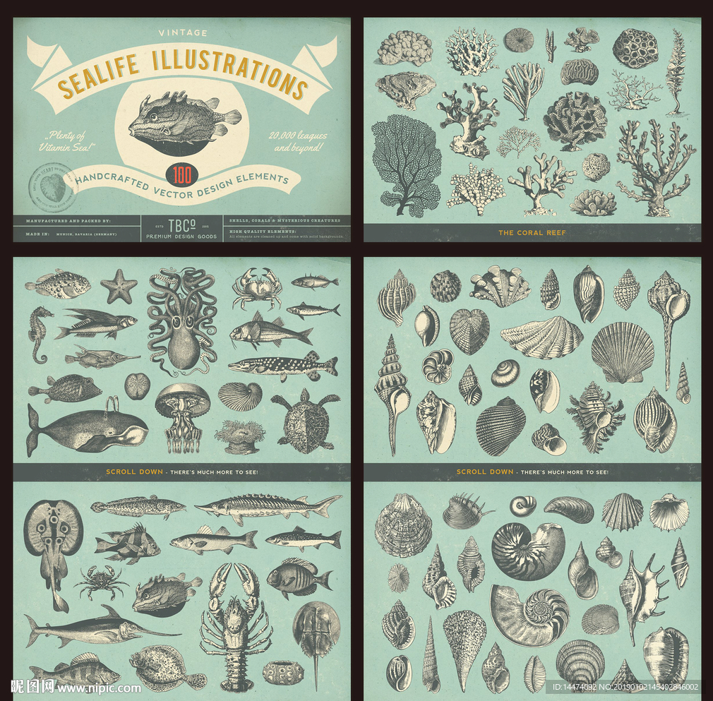 手绘海洋生物贝壳鱼类品种