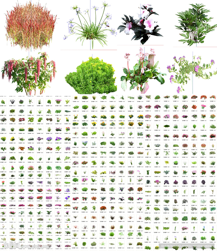 2D实物花卉植物模型