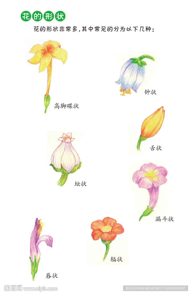 花形的介紹
