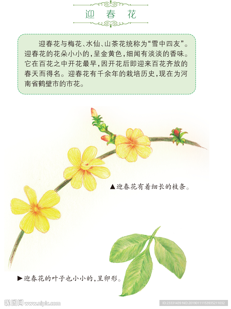 迎春花和介紹