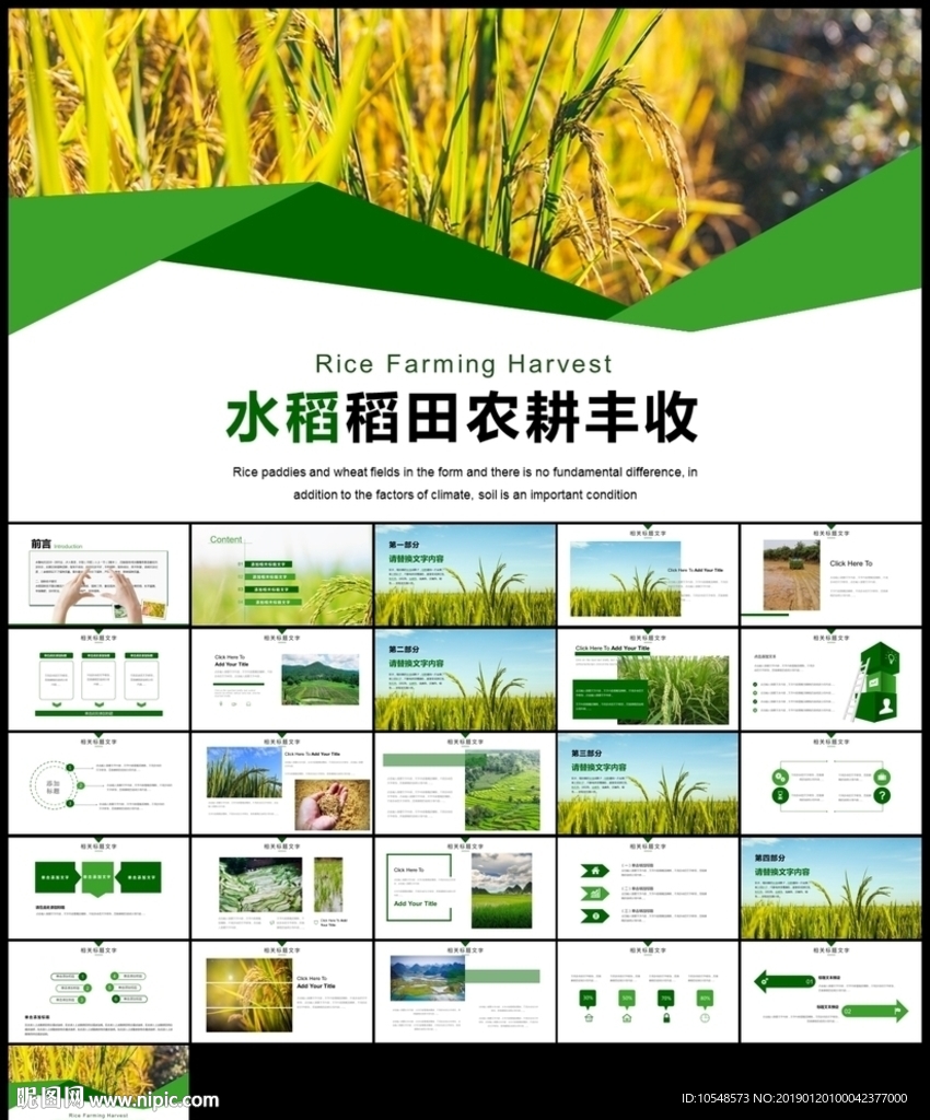 唯美有機雜交水稻種植PPT