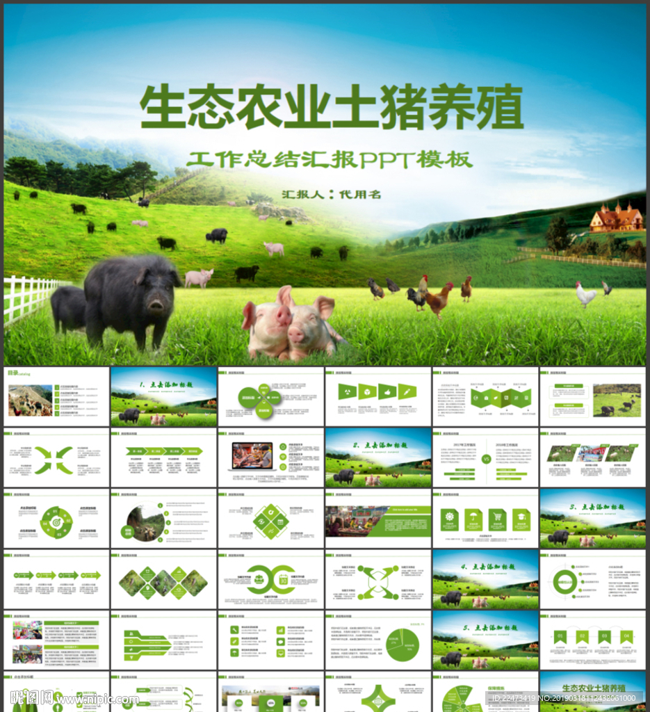 生態農業土豬養殖工作動態ppt