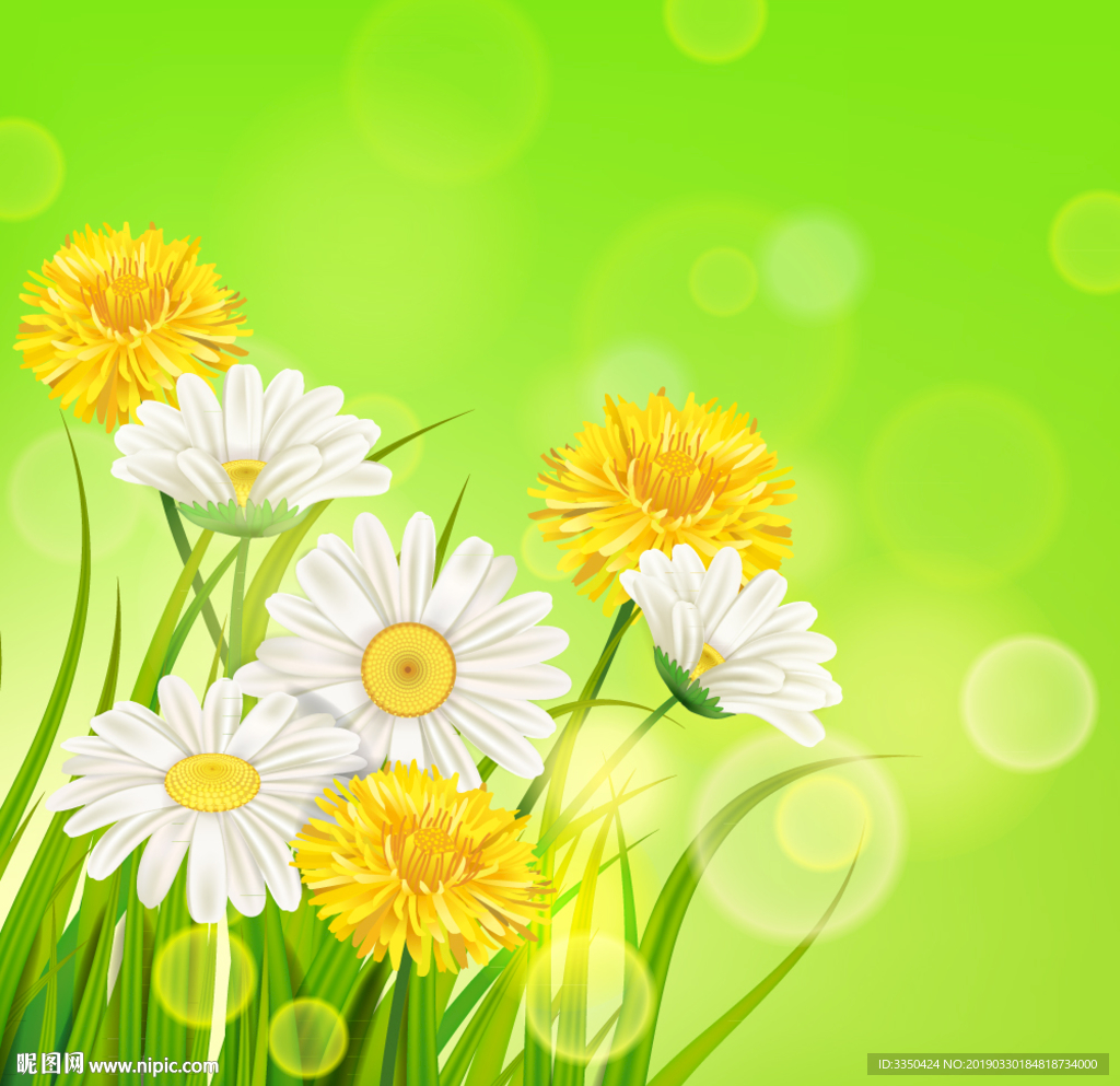 春天美丽黄色和白色菊花矢量素材
