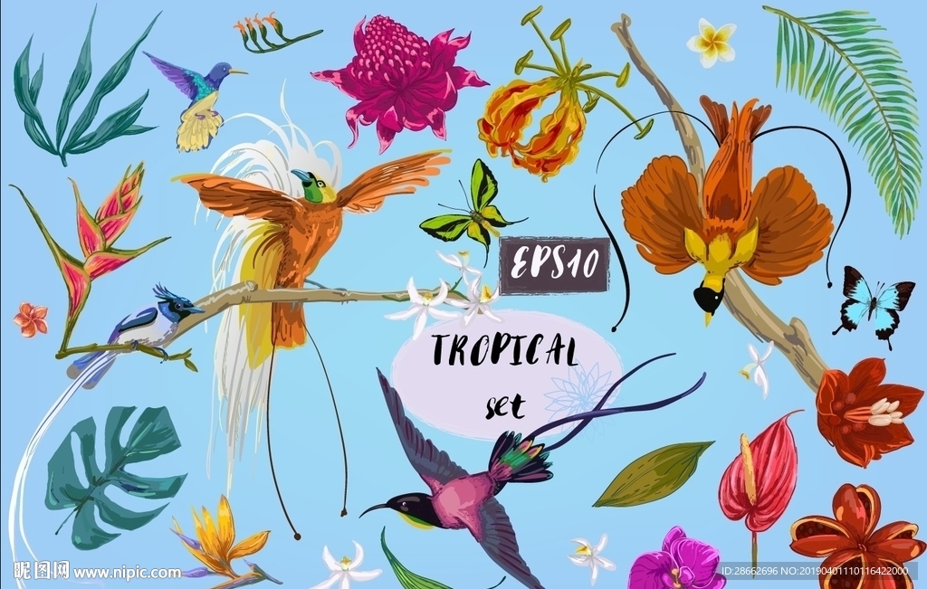 手繪花鳥插畫插圖