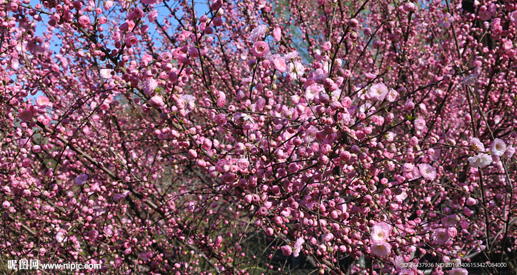 微风中盛开的桃花