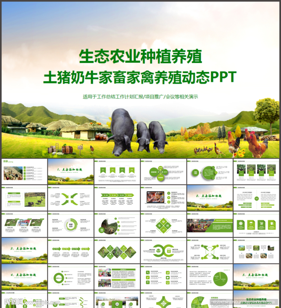生態農業土豬養殖工作動態ppt