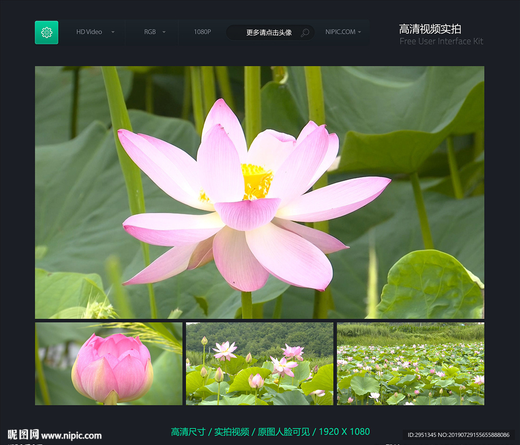 荷花