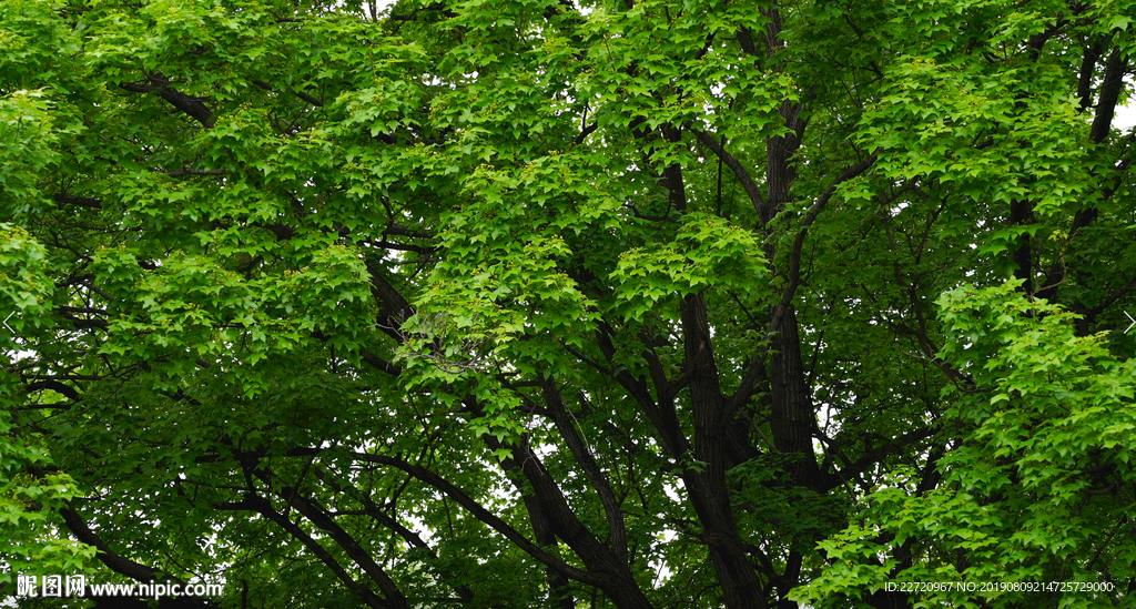 五角枫绿树