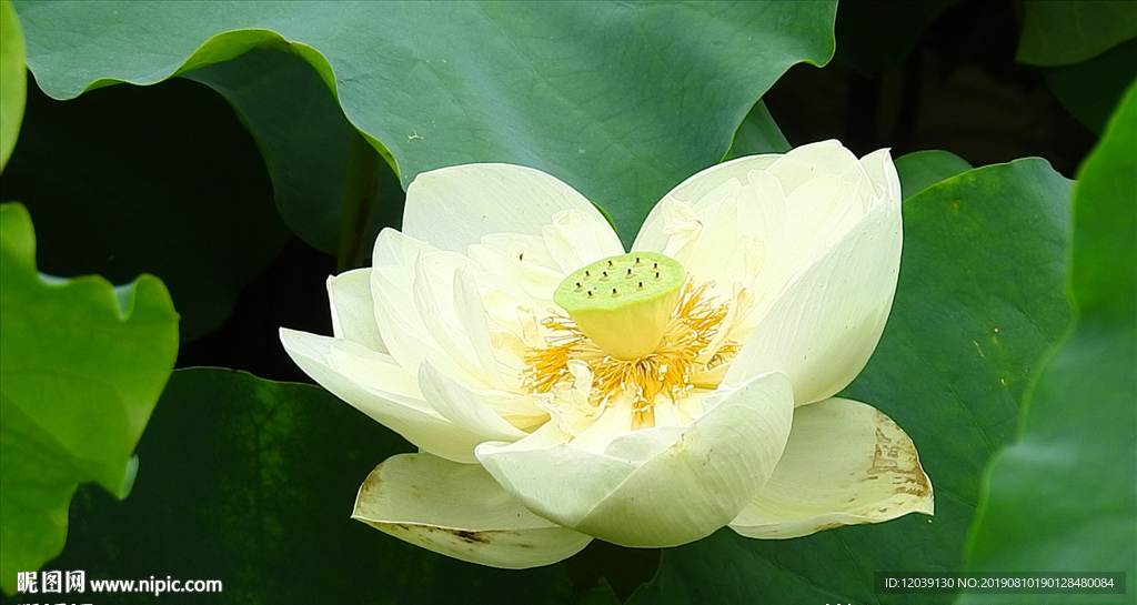 白色蓮花實拍視頻