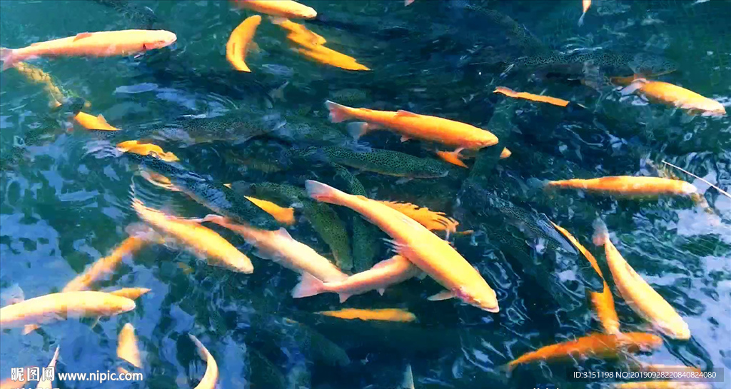 魚塘