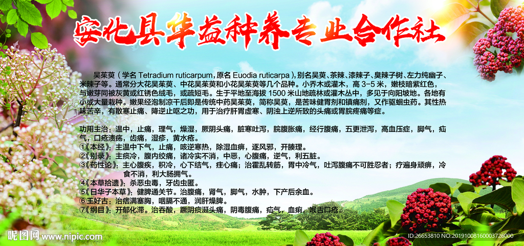 茱萸簡(jiǎn)介 展板