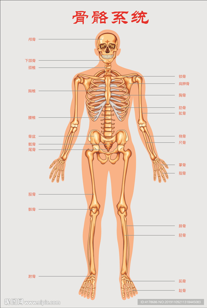 人体骨骼系统示意图图片
