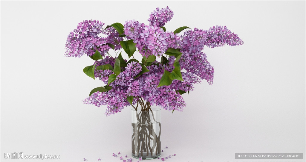 紫色的装饰观赏花卉