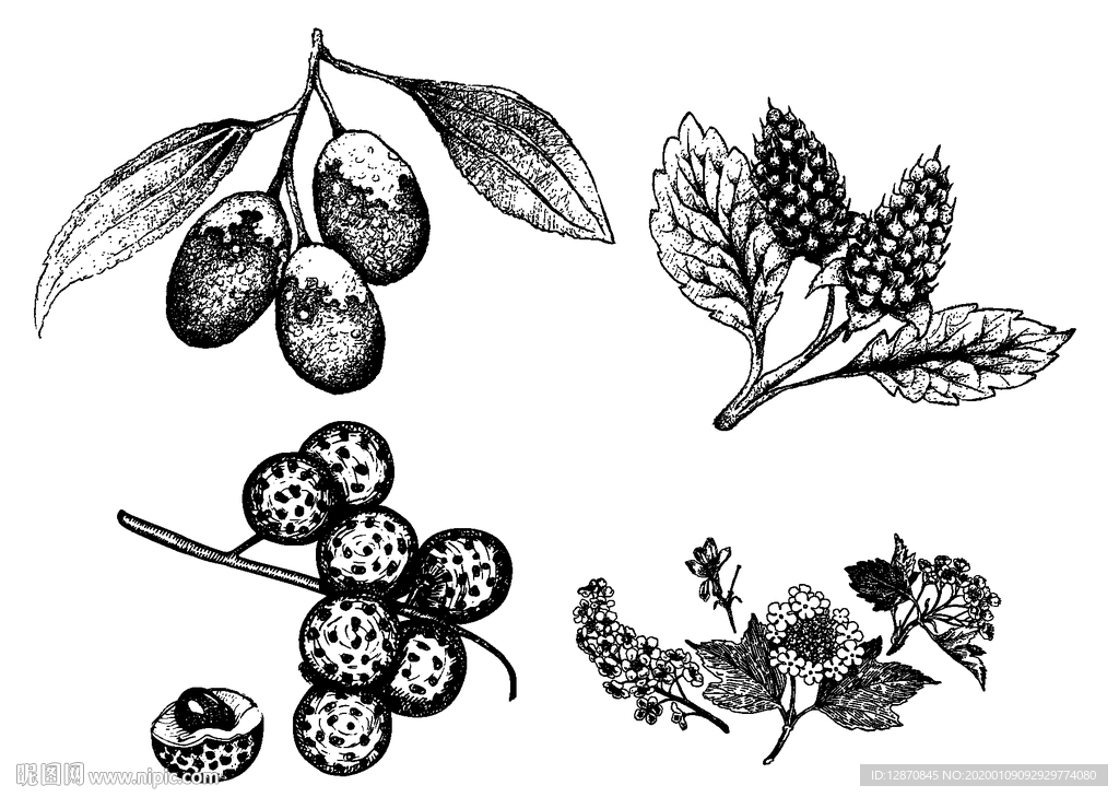 紅棗 桑葚子 荔枝 茉莉花