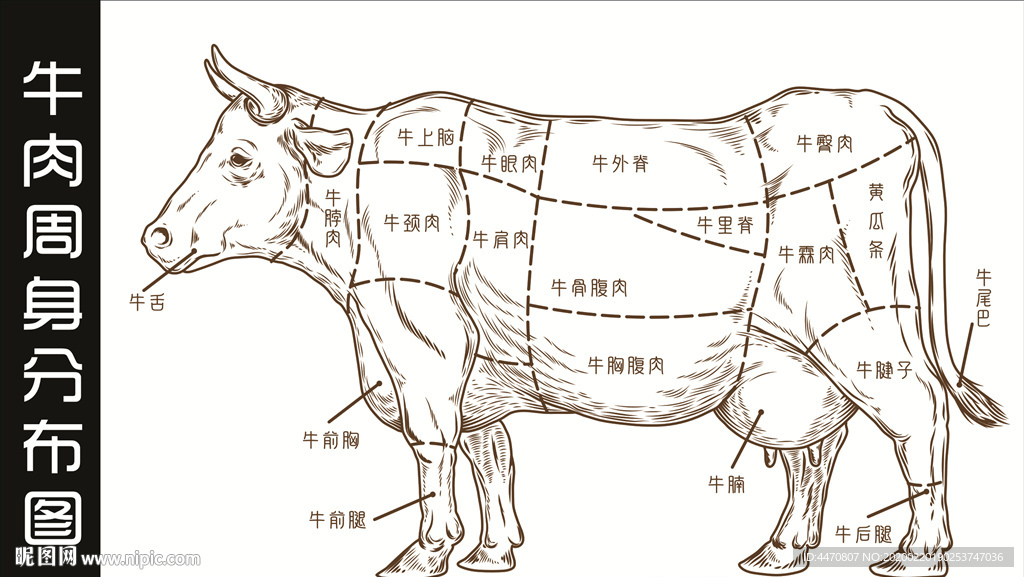 牛肉周身分布图 牛肉分割