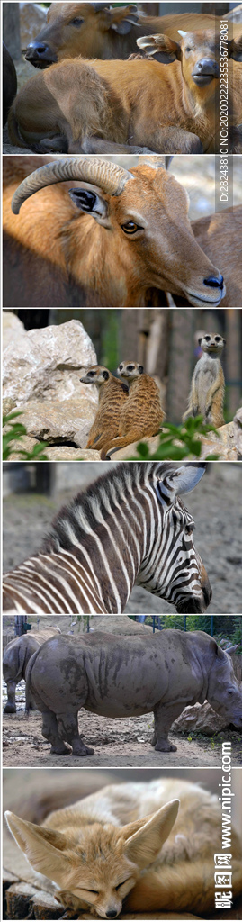 動物實拍20200222