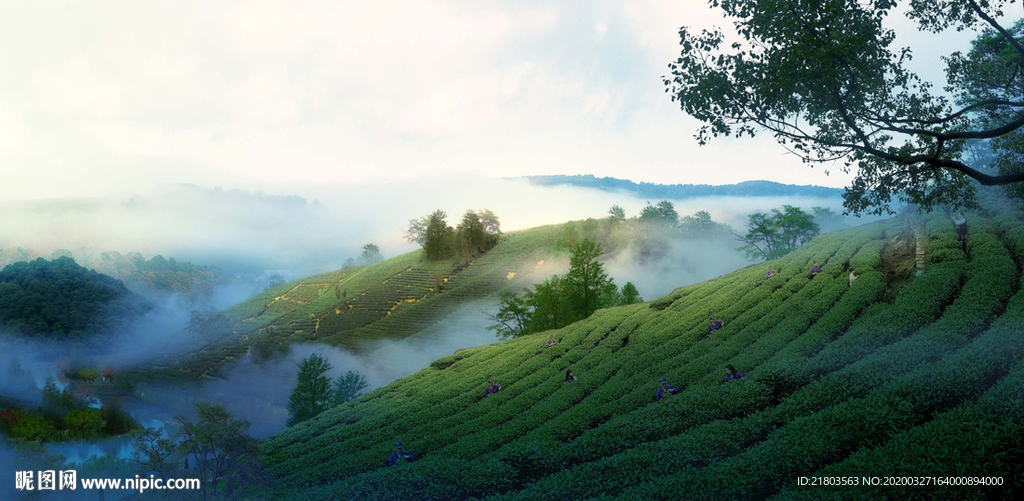 景觀效果圖茶山效果圖山體效果圖