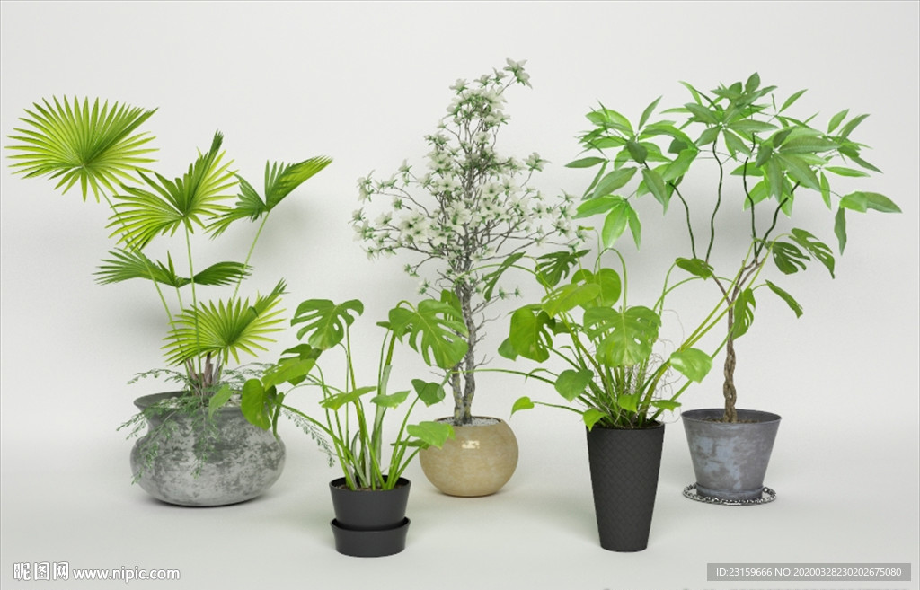 一组绿色观赏性植物集