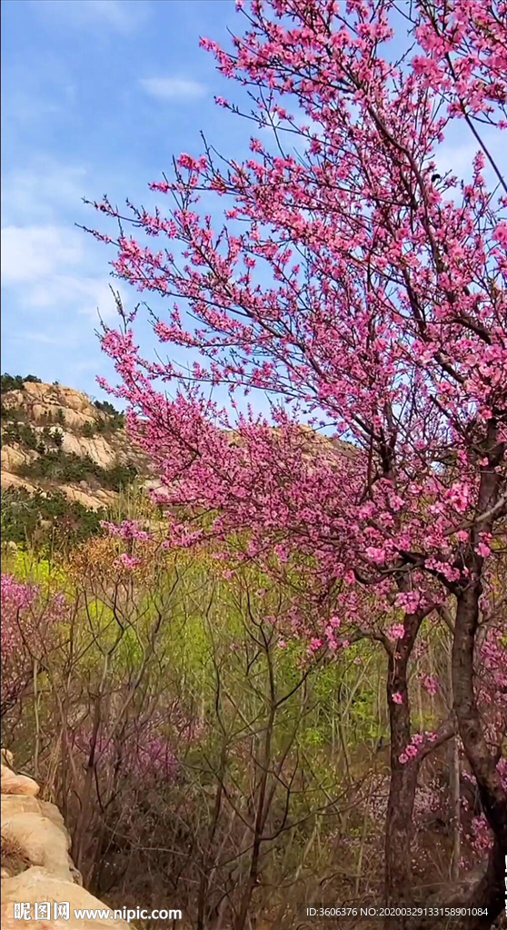 春天 花 抖音視頻 原拍風景