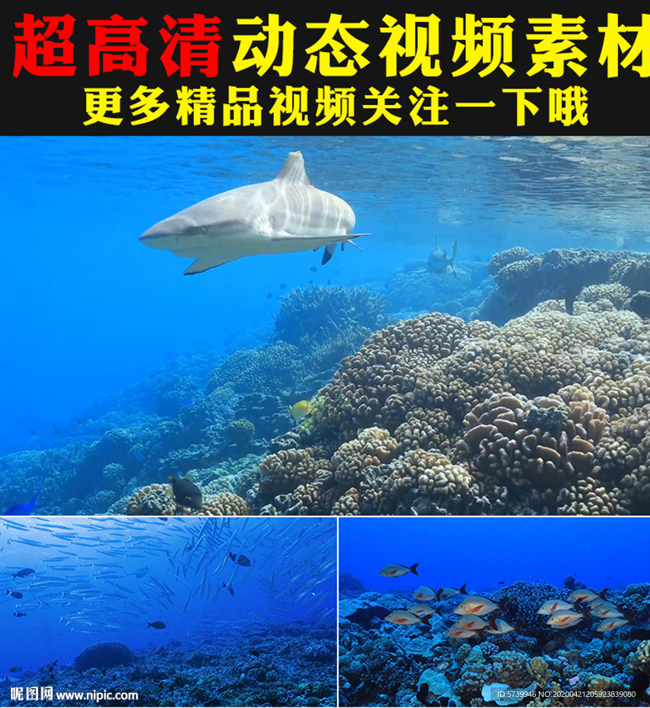 唯美夢幻海底世界魚類實拍視頻