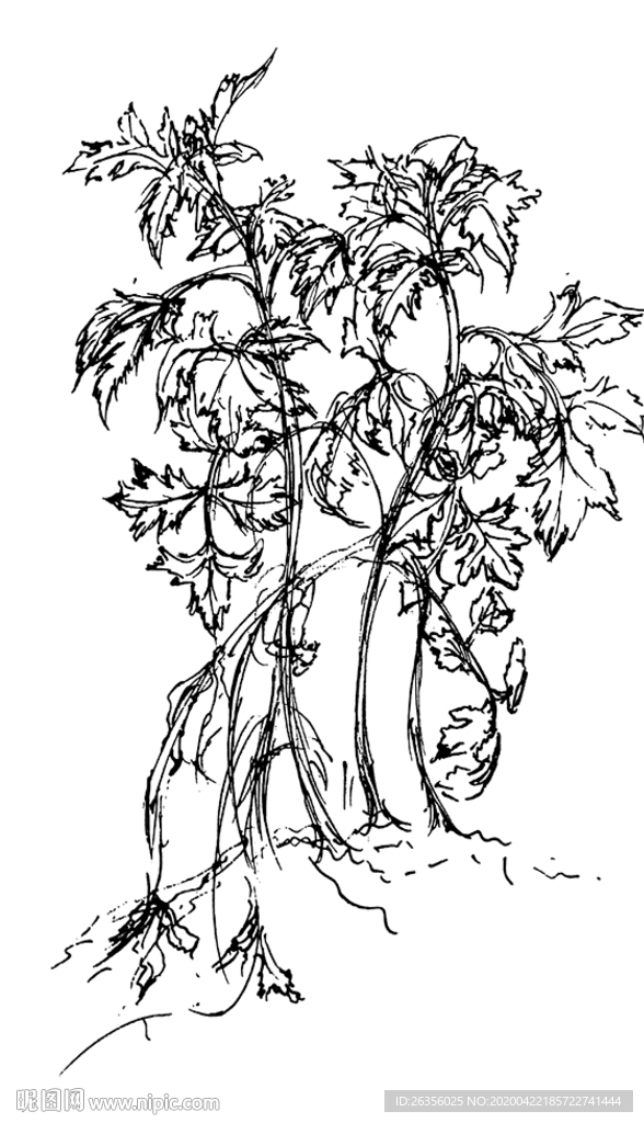 艾草
