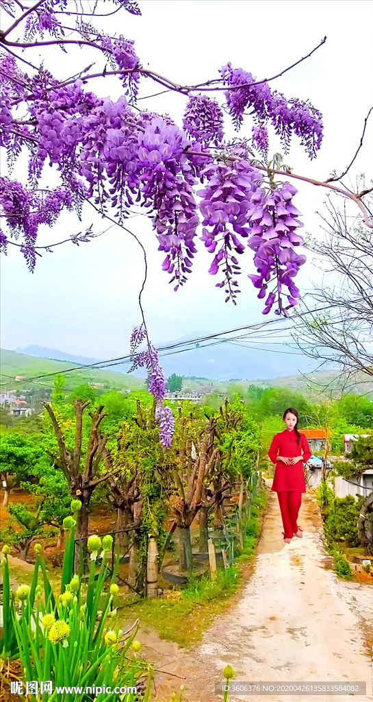 紫藤 紅衣女 抖音小視頻