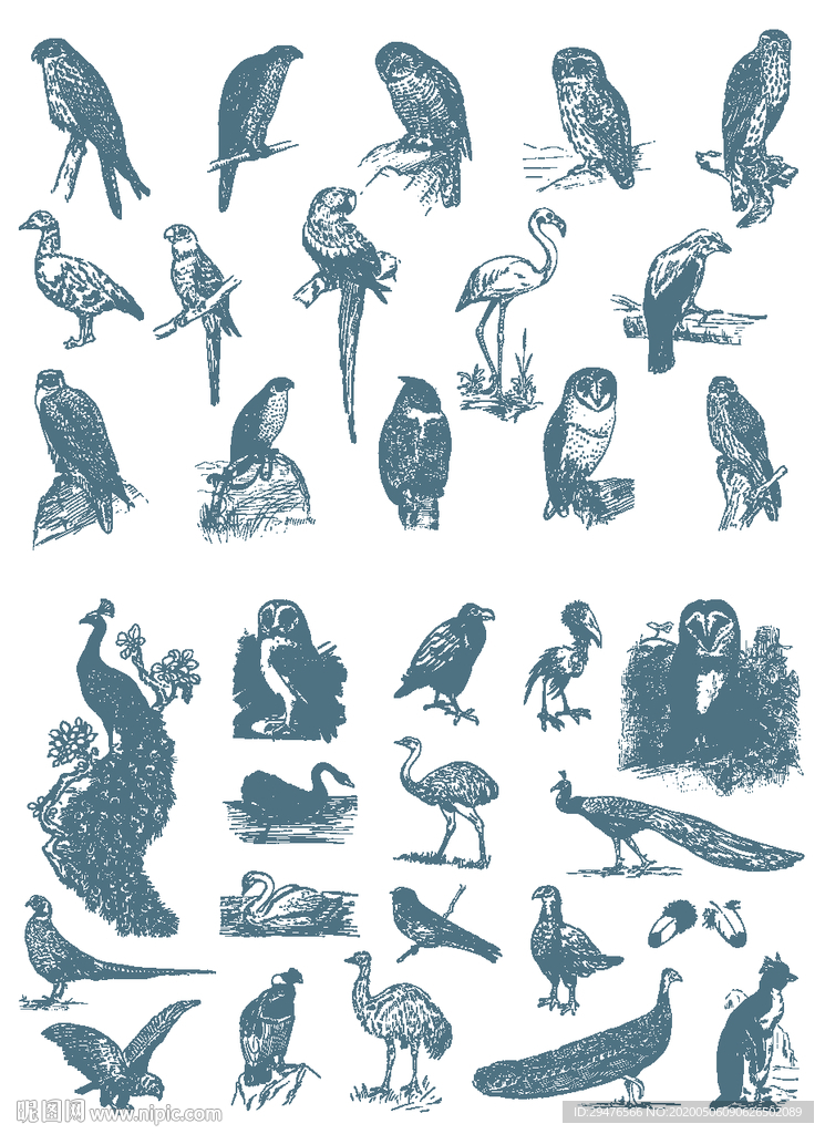鸟类绘画矢量