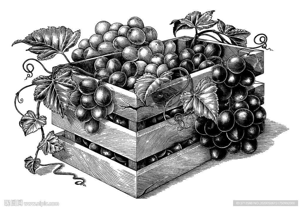 葡萄酒包装素材插画线描