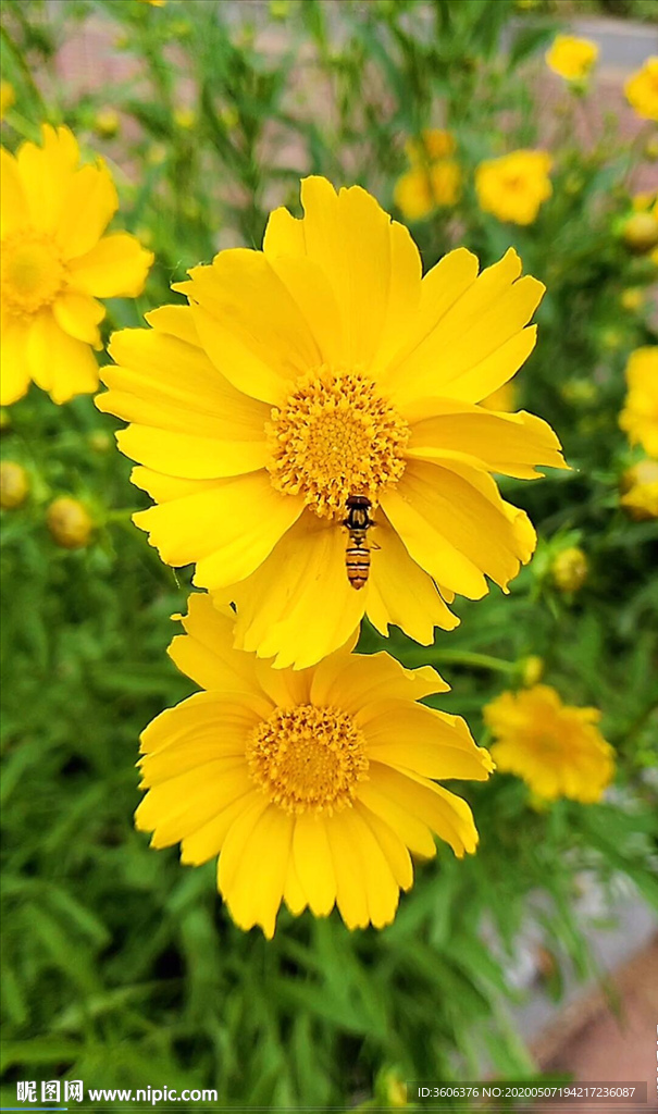 黃花蜜蜂 抖音小視頻