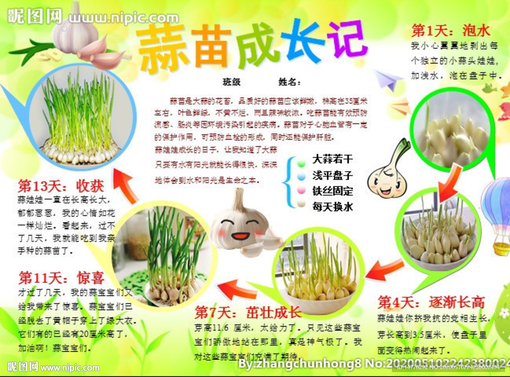 蒜苗成長日記植物生長小報手抄報