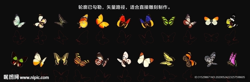 蝴蝶
