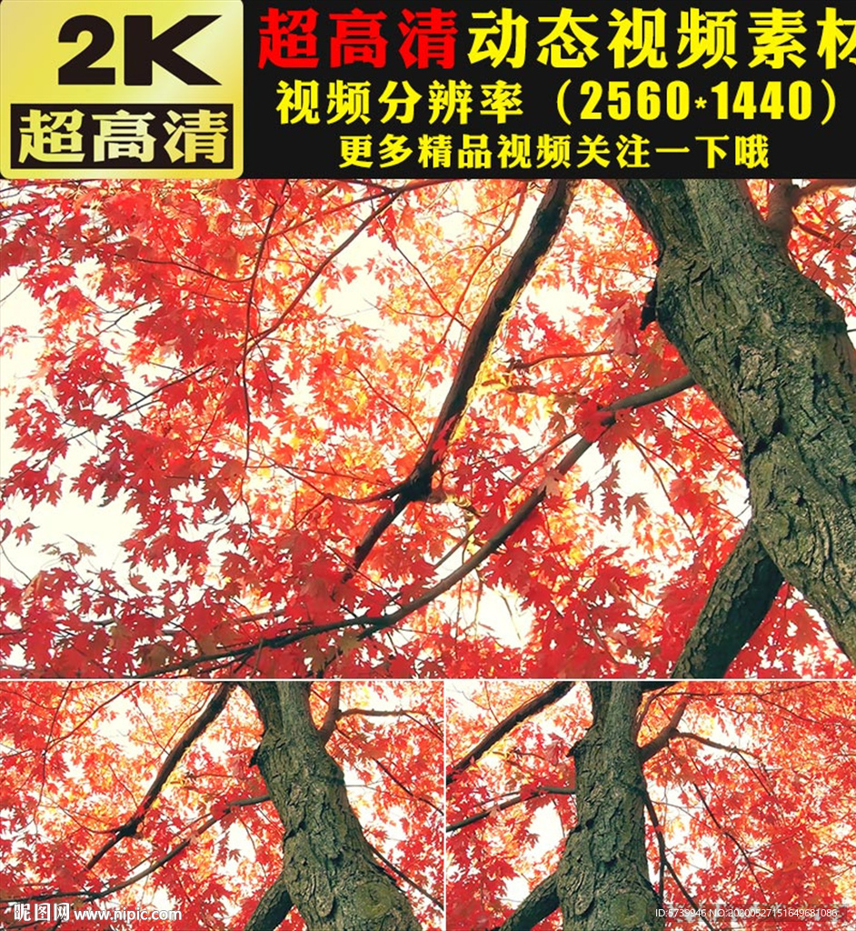 唯美紅葉楓樹林秋天景色視頻素材