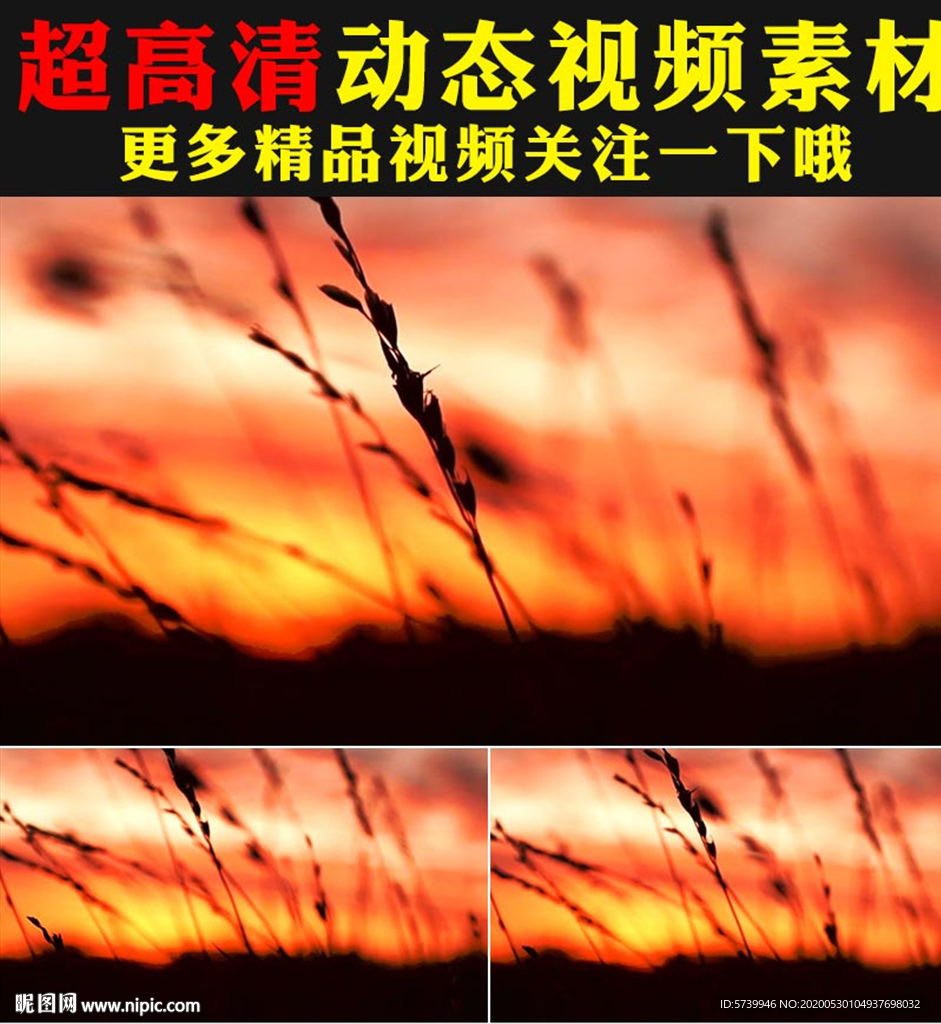 夕陽(yáng)下風(fēng)吹麥浪稻惠視頻素材