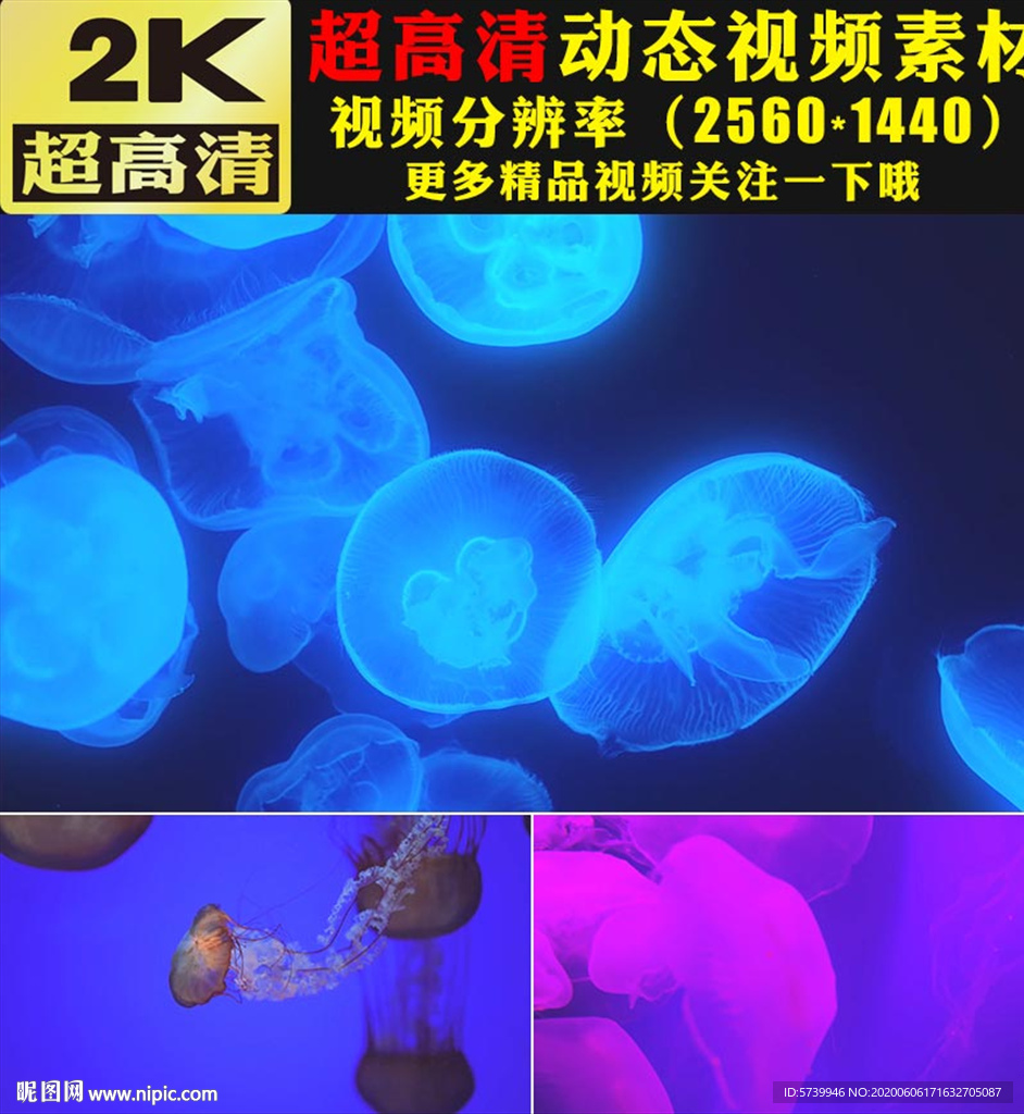 七彩颜色海底世界水母游动视频