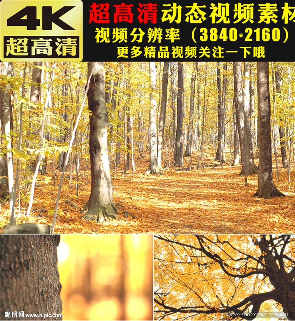 4K秋天金色楓樹楓葉視頻素材