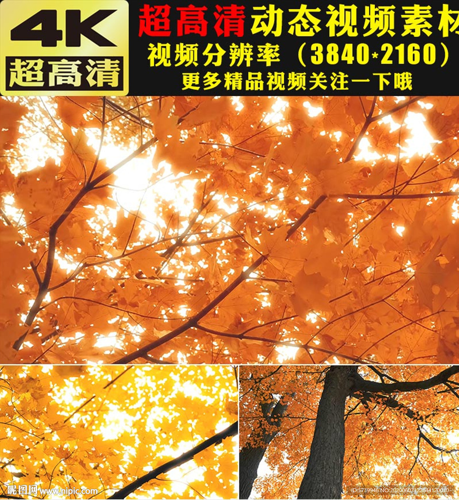 4K秋天美景楓樹楓葉實(shí)拍視頻