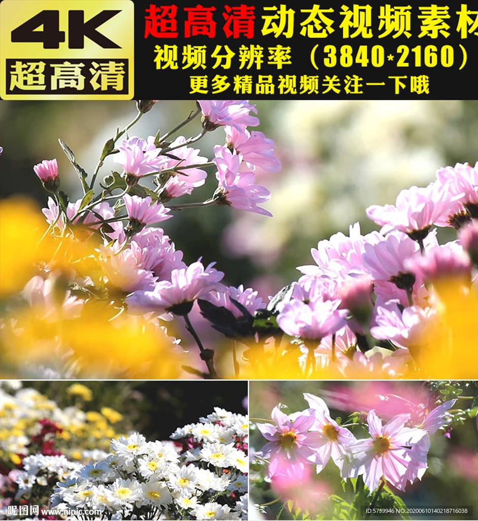 4K紫色鲜花花朵盛开实拍视频