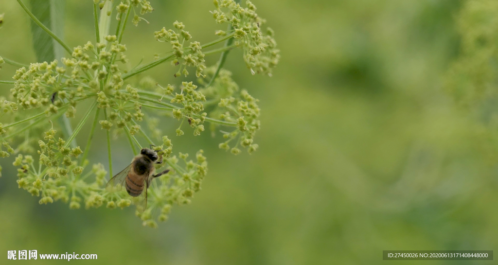 蜜蜂采蜜 春季鲜花盛开