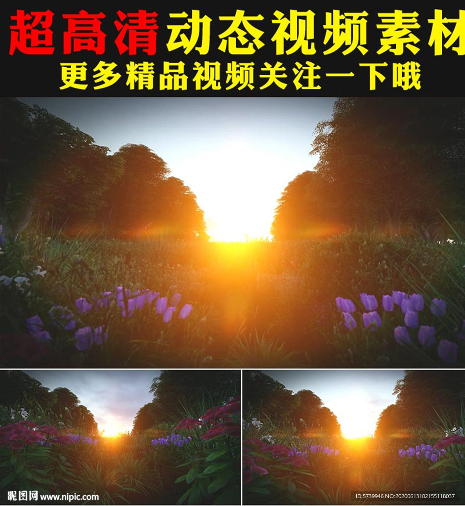高山日出日落鮮花小草樹木視頻