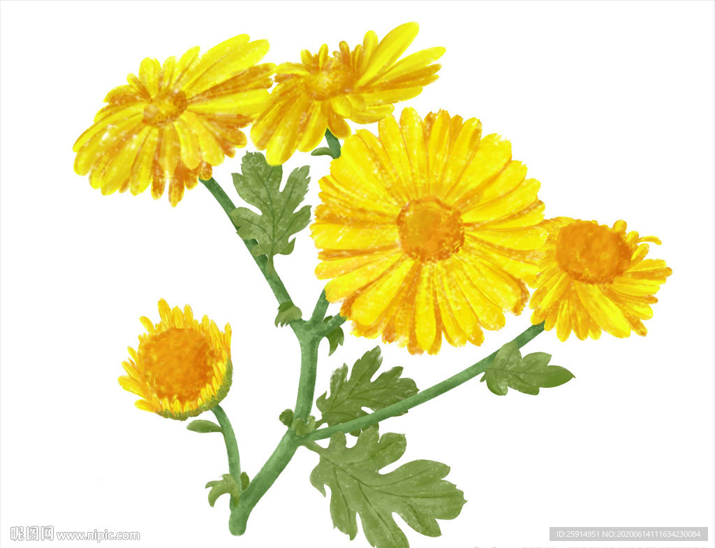 菊花