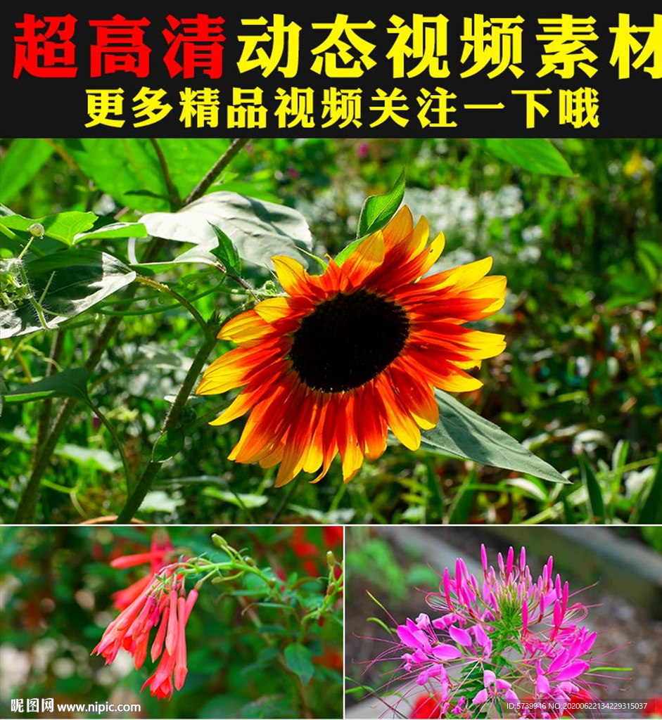 唯美鲜花花朵盛开春天实拍视频