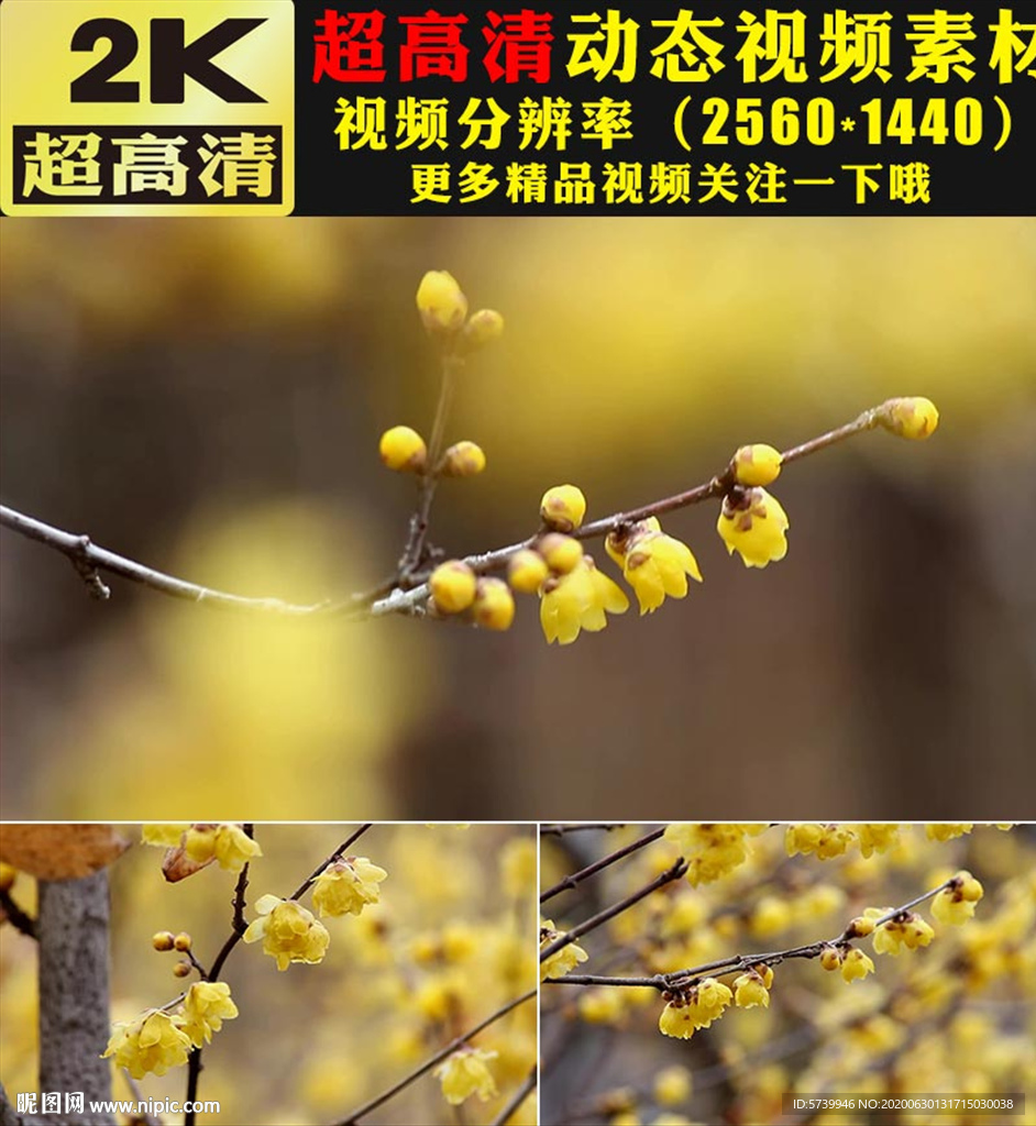 秋天冬天藍天白云金色梅花視頻
