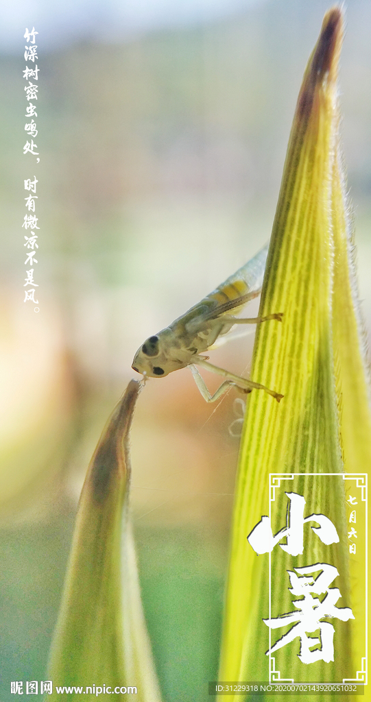 夏季动物昆虫小暑节气摄影海报