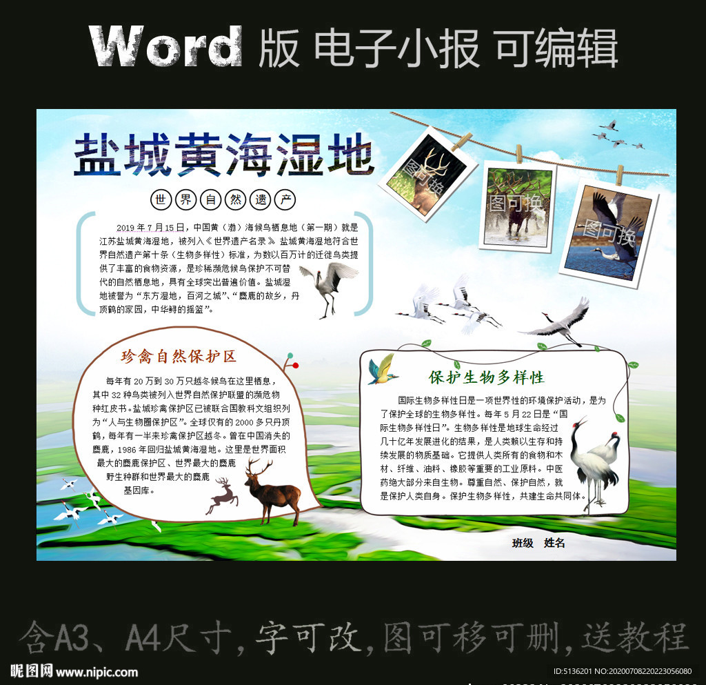 word版电子小报盐城黄海湿地图片